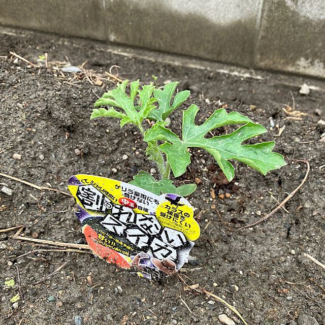 nekoさんの実例写真