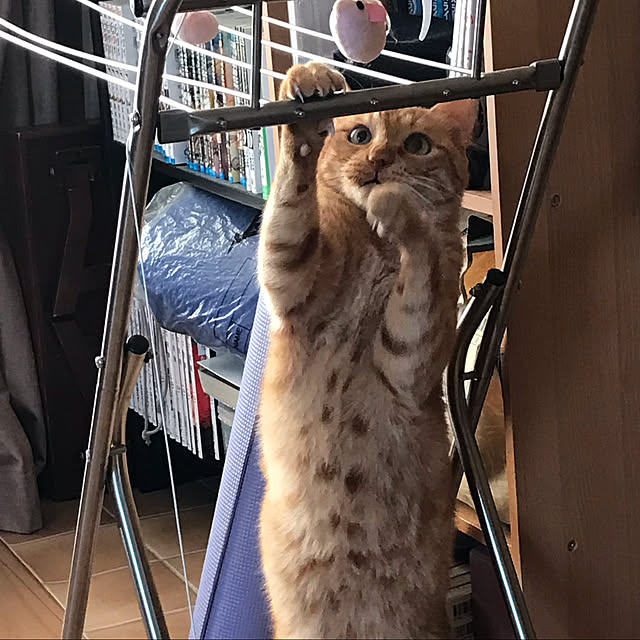 kou-kitiさんの実例写真