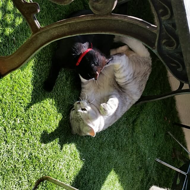 実例写真
