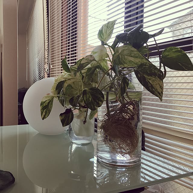 部屋全体/観葉植物/一人暮らしのインテリア実例 - 2017-01-22 12:42:23