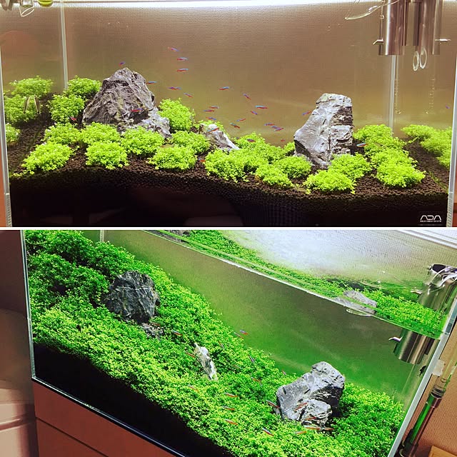 S-Tillandsiaさんの実例写真