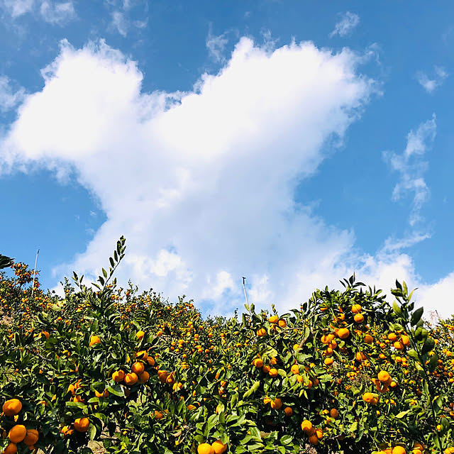 mama-mammothさんの実例写真