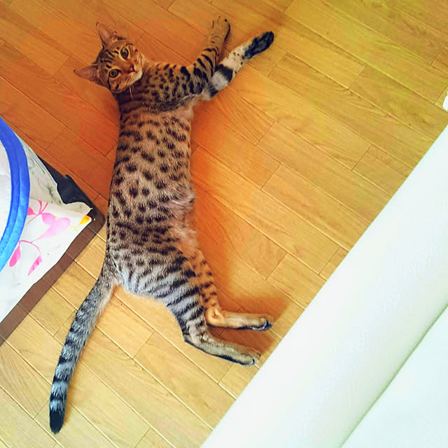 ken.kawakamiさんの実例写真