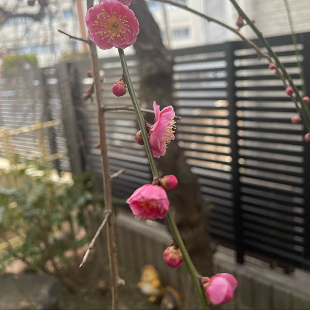 kuikoさんの実例写真