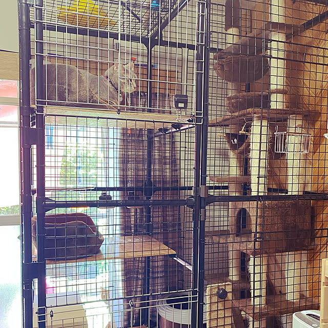 ねこのいる日常/ねこと暮らす/DIY/部屋全体のインテリア実例 - 2022-05-02 12:04:14