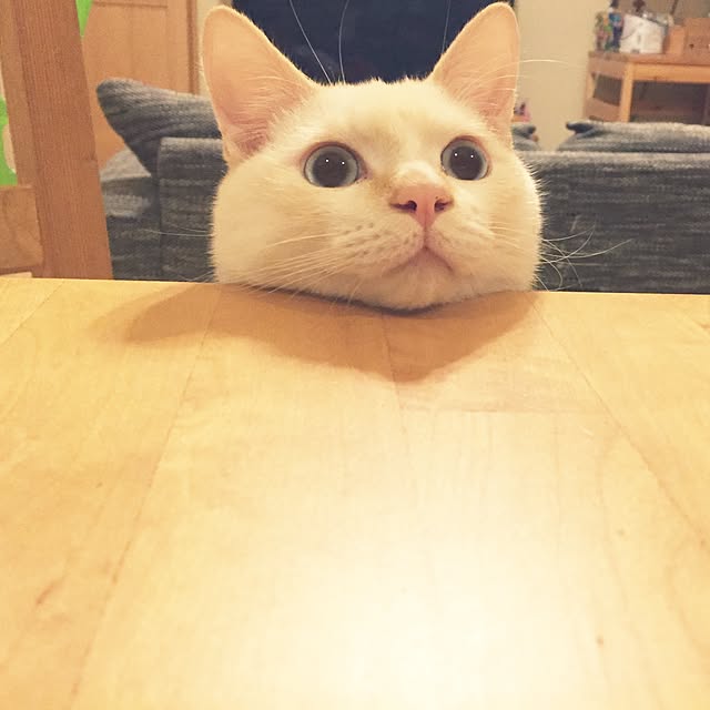 omo8さんの実例写真