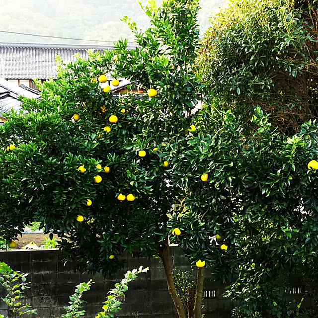 ringarintonさんの実例写真