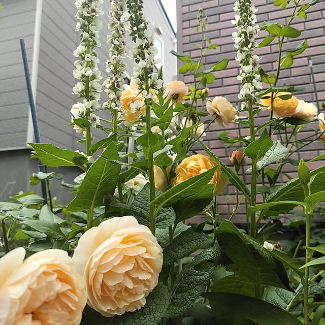 kiraさんの部屋