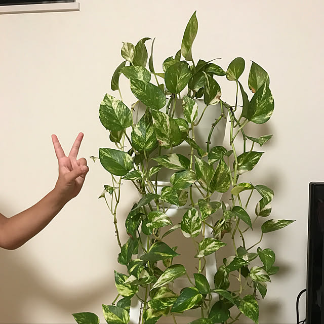 sunflowerさんの実例写真