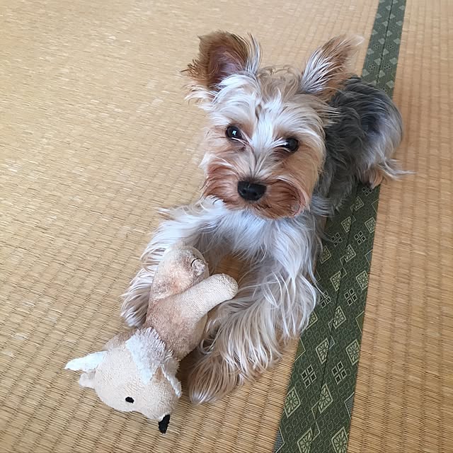 mayuoさんの実例写真