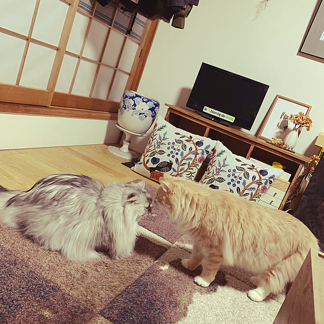 fuwafuwa0215さんの実例写真