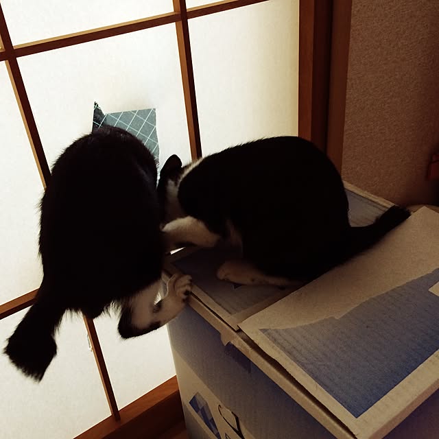 mari23さんの実例写真