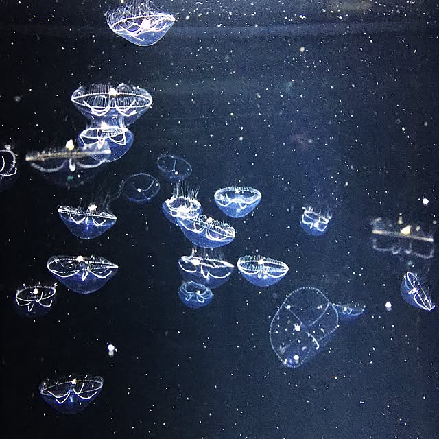 momonaさんの実例写真