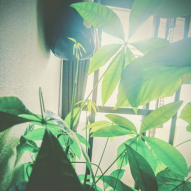 s.p.sunaoさんの実例写真