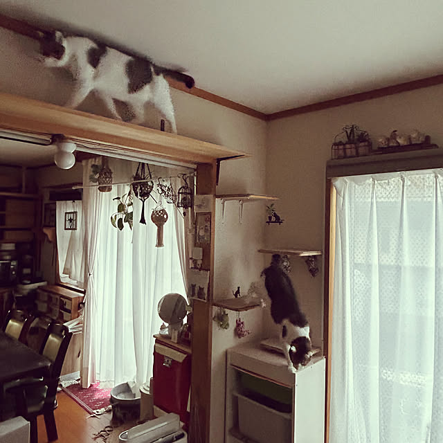 Lufuさんの部屋