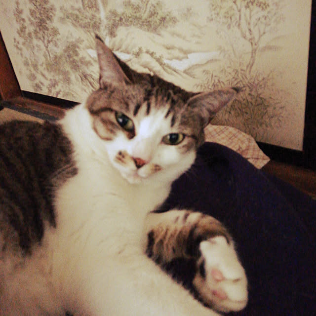 SYOUGUNさんの実例写真