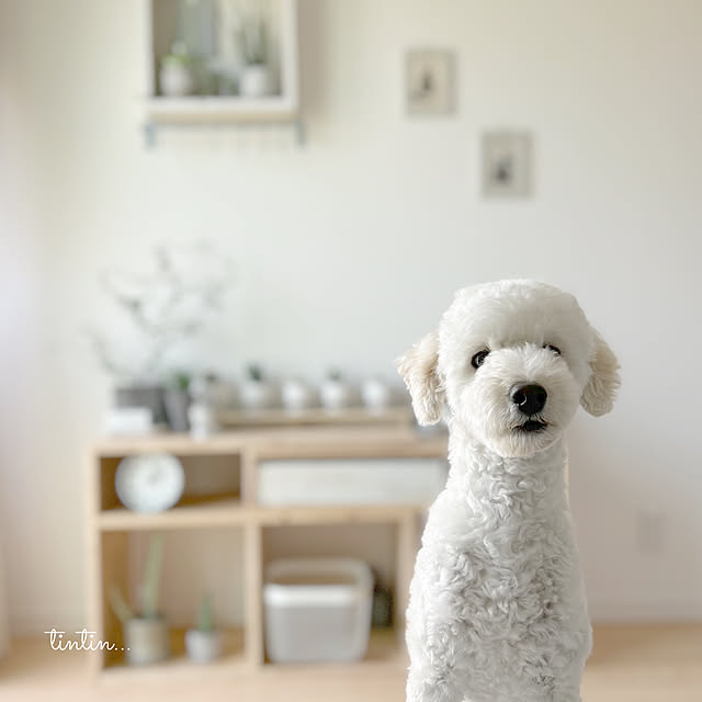 tintinさんの部屋