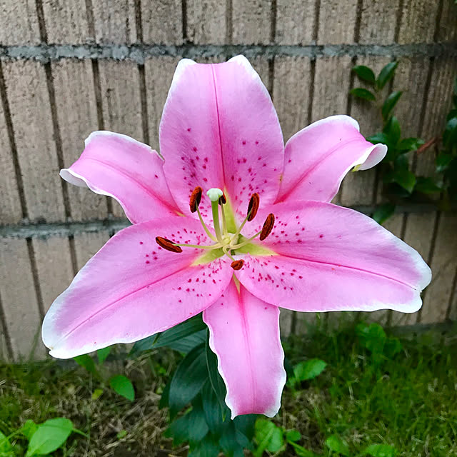 Shinさんの実例写真