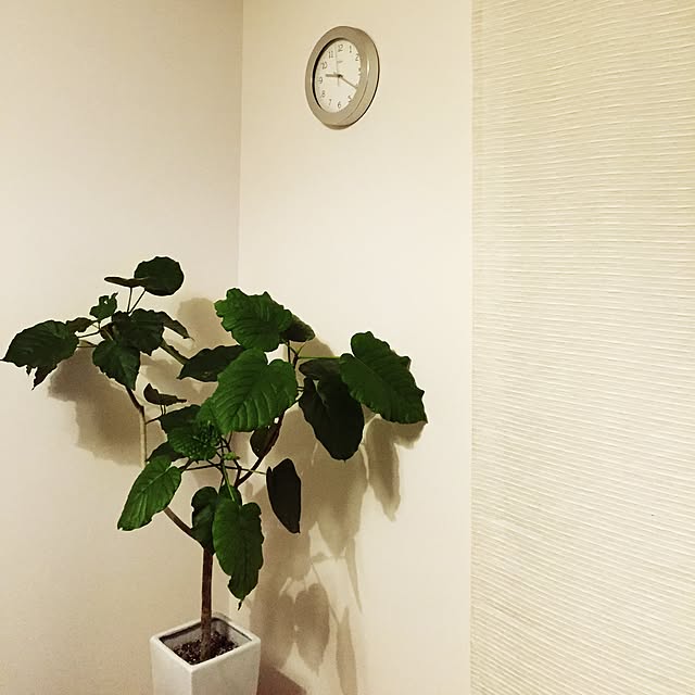 kinuさんの実例写真