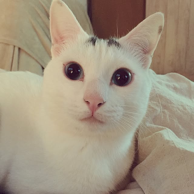 powderさんの実例写真