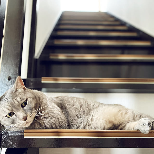 猫と暮らす家/ねこのいる暮らし/猫/瓦屋根の家/古い家...などのインテリア実例 - 2021-08-31 16:31:08