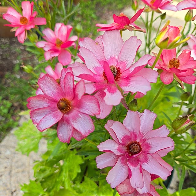 min_nimさんの実例写真