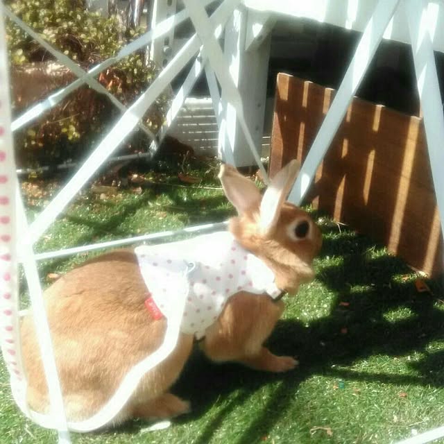 hirariさんの実例写真