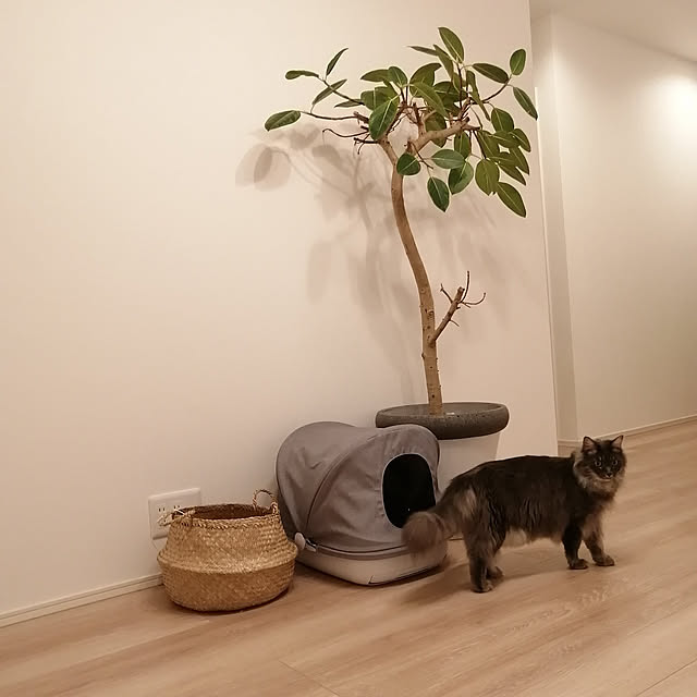 asukaさんの実例写真