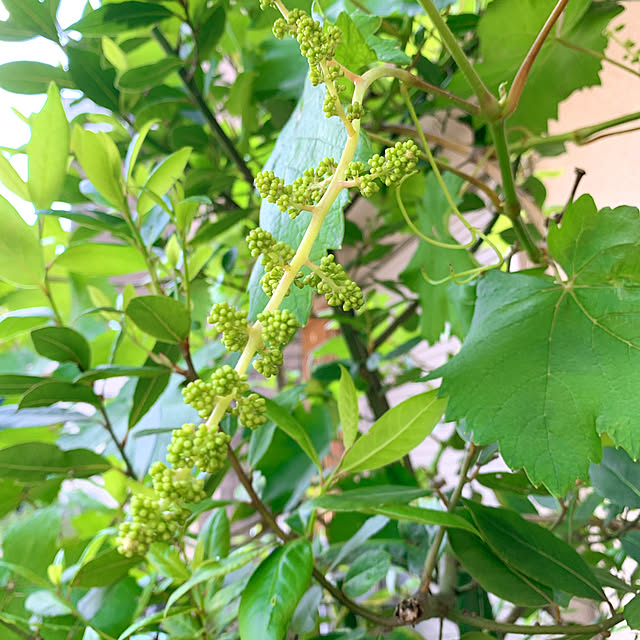 eshinobumさんの部屋