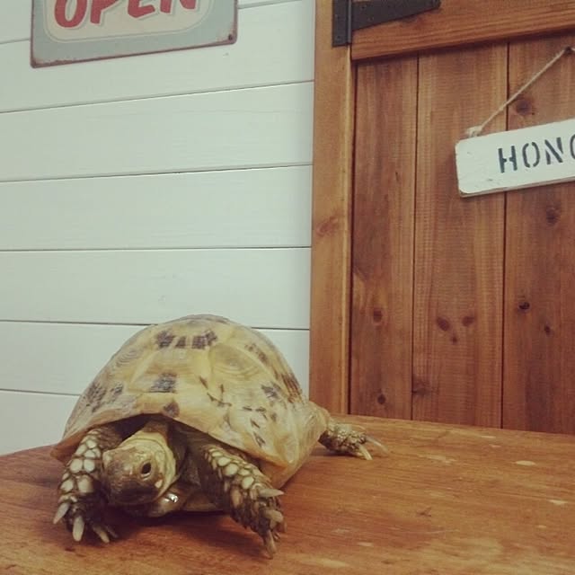 UGさんの実例写真