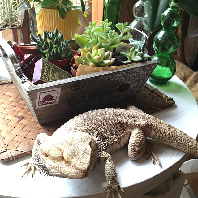 Peroさんの実例写真