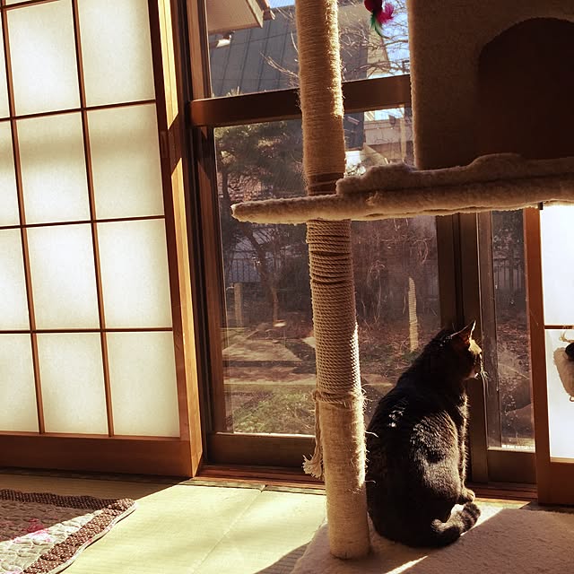 kijitoraさんの実例写真