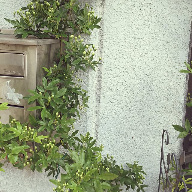 greenroseさんの実例写真