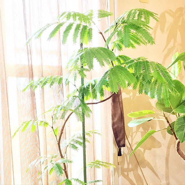 moonさんの実例写真