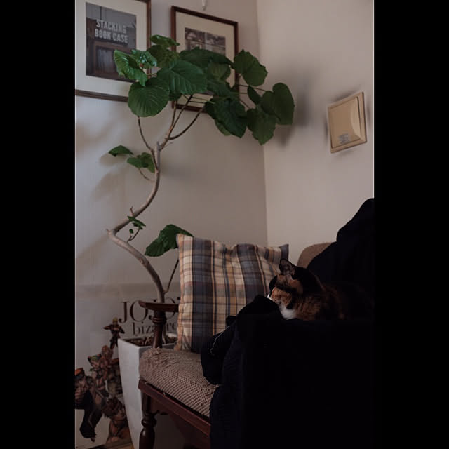 cabo-tenさんの実例写真