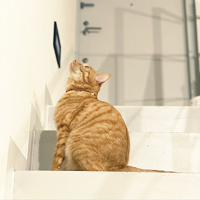 一人暮らし/玄関/入り口/ねこのインテリア実例 - 2020-02-26 14:58:44