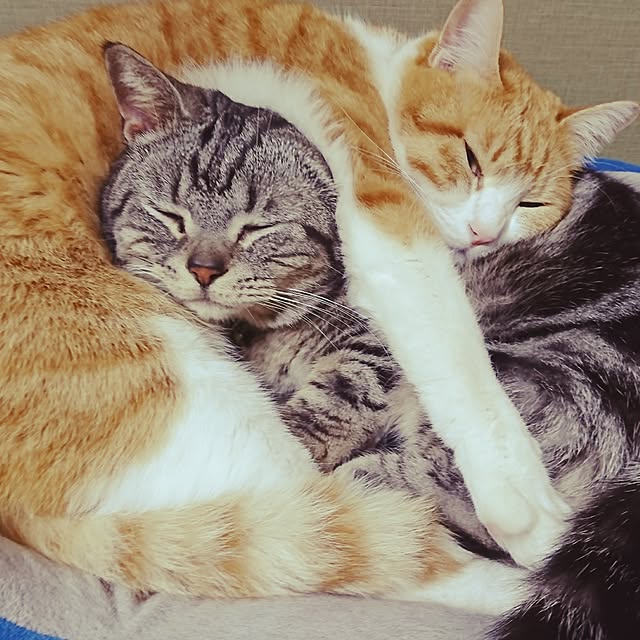tomoさんの実例写真