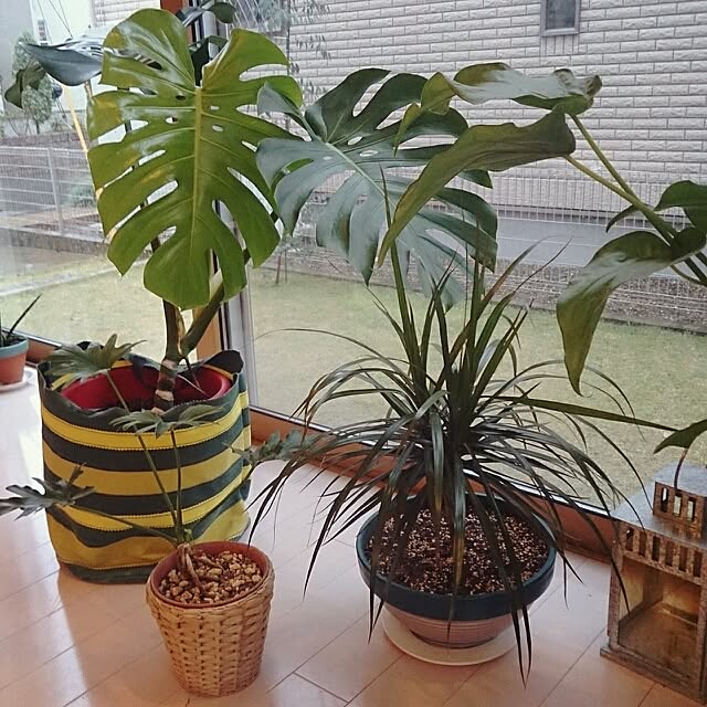 urchinさんの実例写真