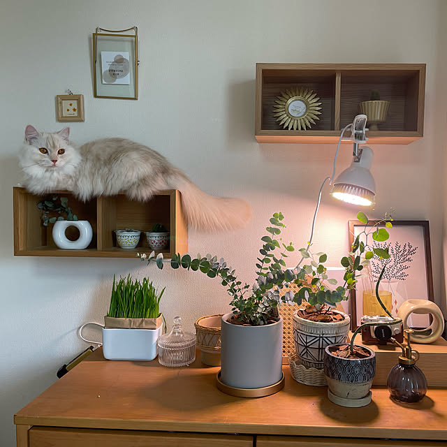 ico_to_nekoさんの実例写真