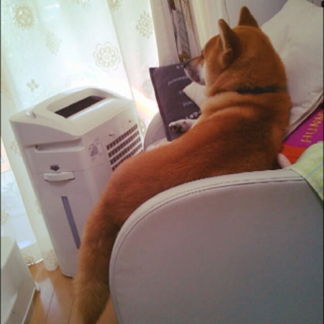 kotaさんの実例写真