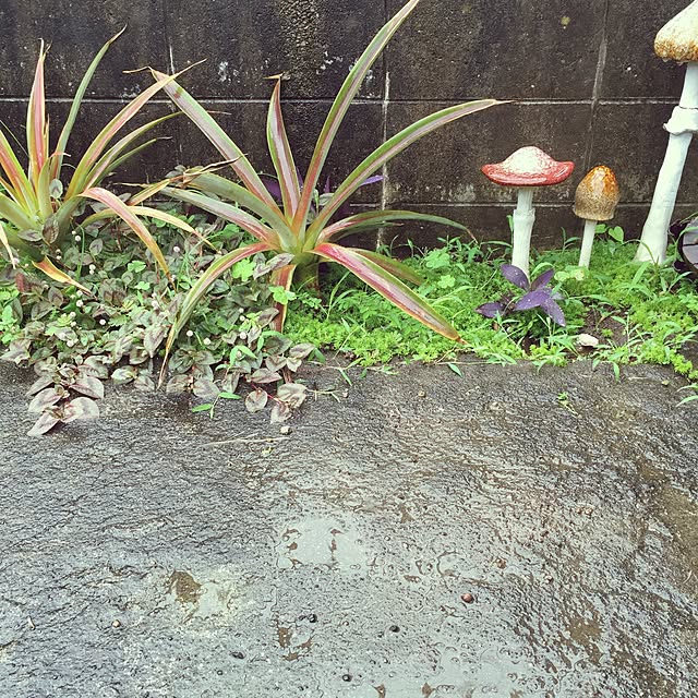 CHAPORAさんの実例写真