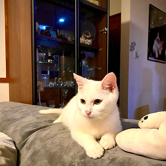 butachanさんの実例写真