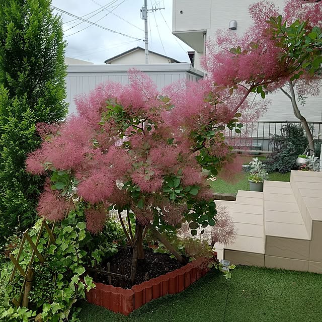 shi-saさんの実例写真