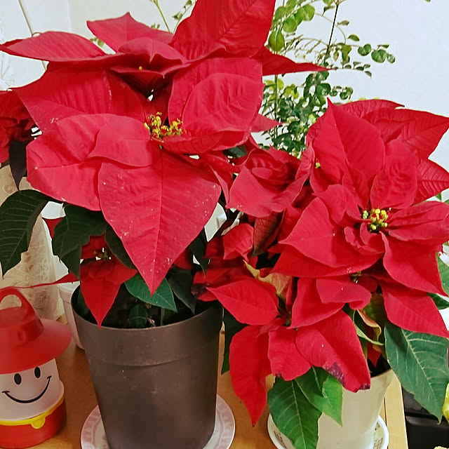 ベッド周り/お花のある暮らし/クリスマス/ポインセチア/LEDランプ...などのインテリア実例 - 2017-12-11 16:33:37