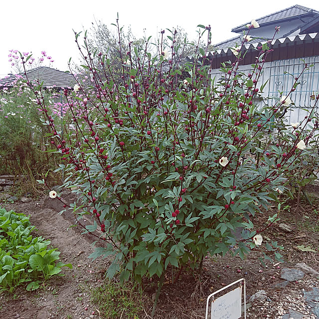koppeさんの実例写真