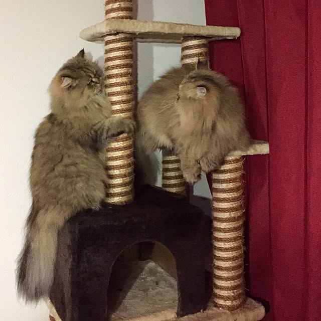 butachanさんの実例写真
