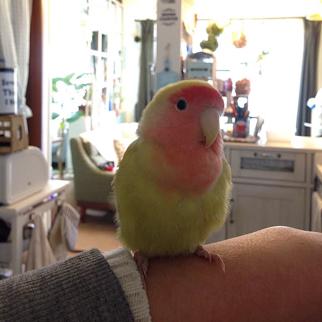 Rikoさんの実例写真