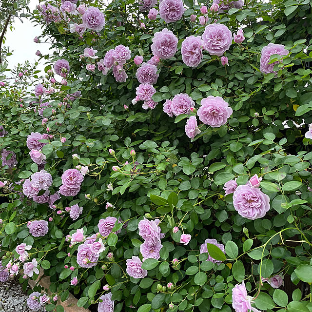 ronronさんの部屋