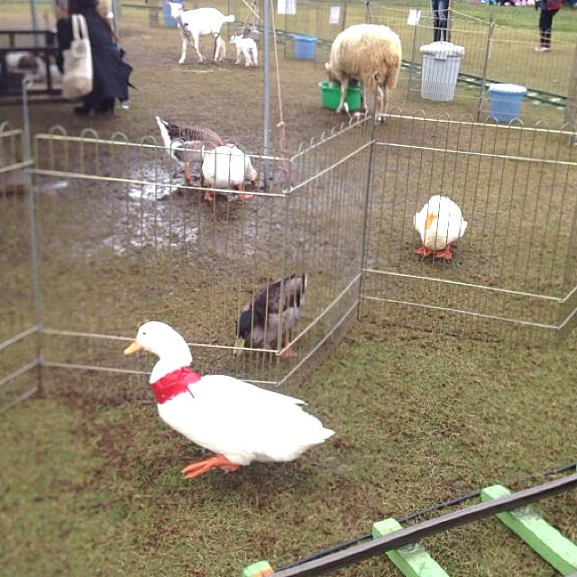 shihoさんの実例写真