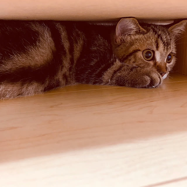 chiiさんの部屋